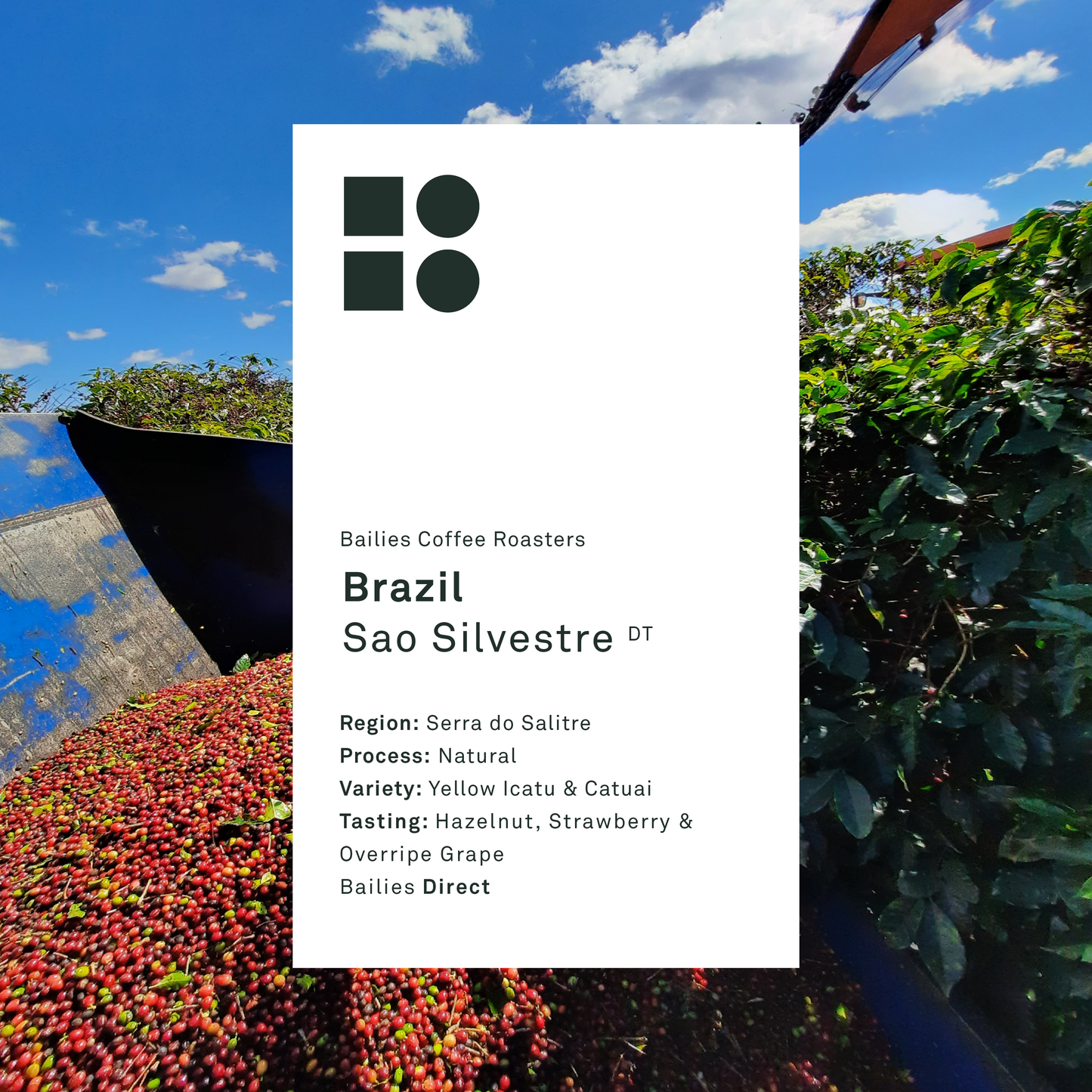 Brazil Sao Silvestre Natural Single Origin