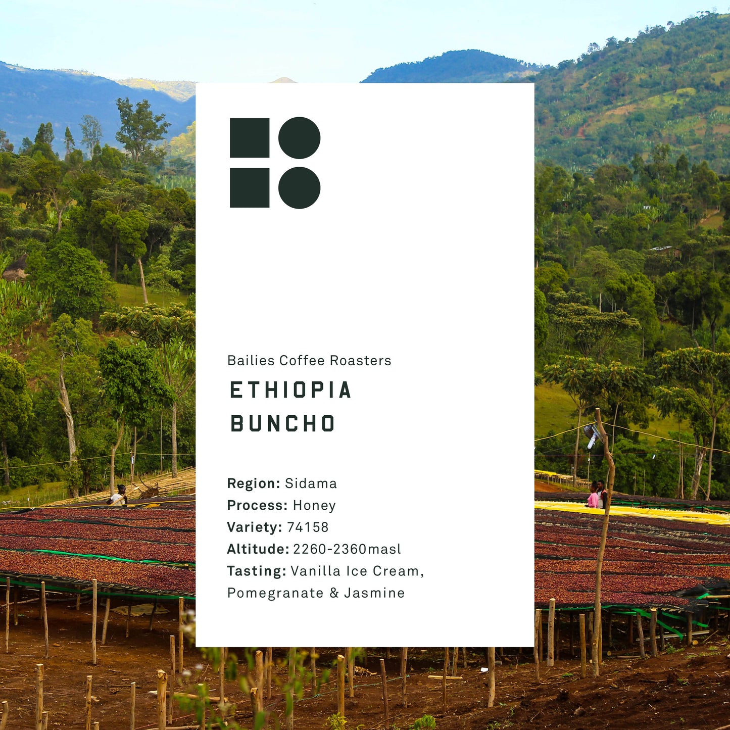 Ethiopia Buncho Honey Microlot