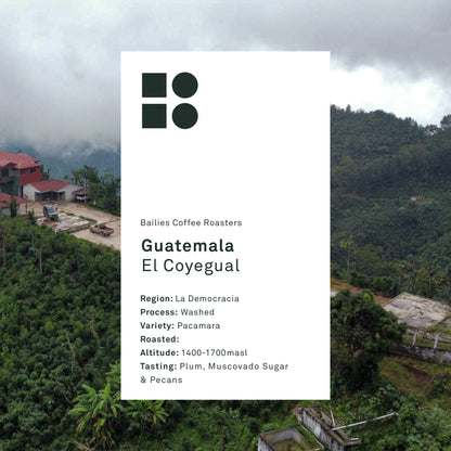 Guatemala El Coyegual Washed Microlot